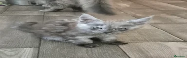 Maine Coon Kitten 2