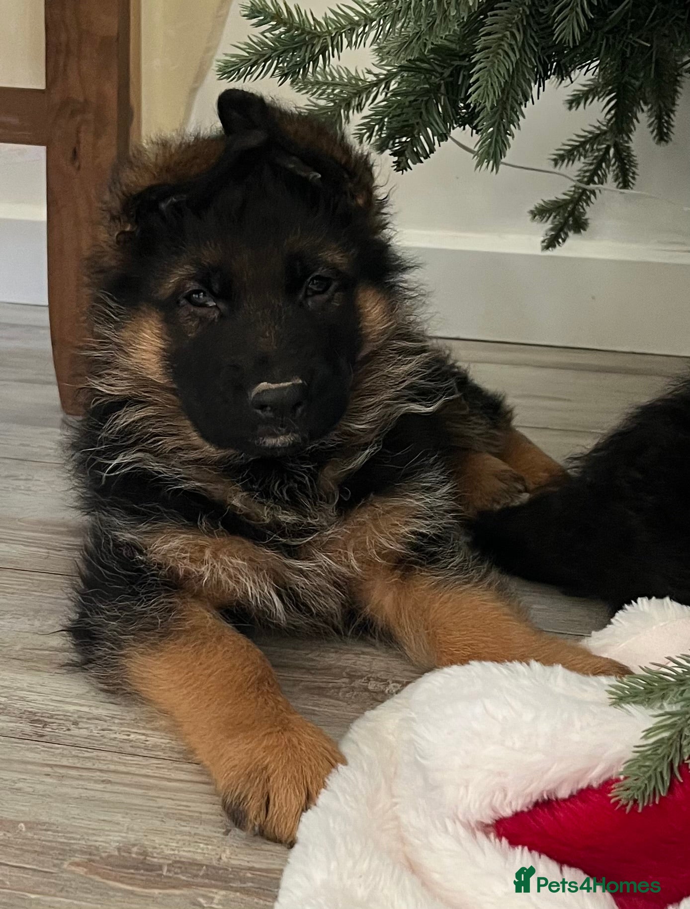 German Shepherd dogs Outstanding long haired Gsd pups  for sale  - Advert 17