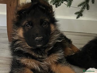 German Shepherd dogs Outstanding long haired Gsd pups for sale - Advert 17