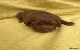Labrador Retriever dogs for sale: 1 stunning boy left  - Image 11