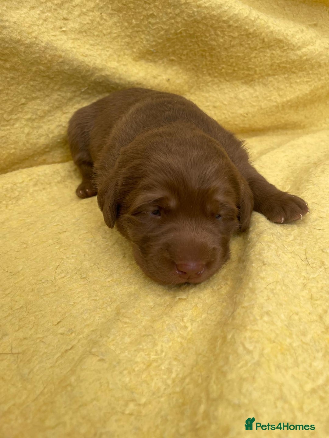 Labrador Retriever dogs for sale: 1 stunning boy left  - Image 11