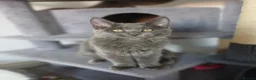 Maine Coon cats for sale: Maine coon kittens(pure breed) - Advert 22