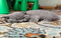 Scottish Fold cats for sale: 4 lovely kittens looking for new family  - Image 11