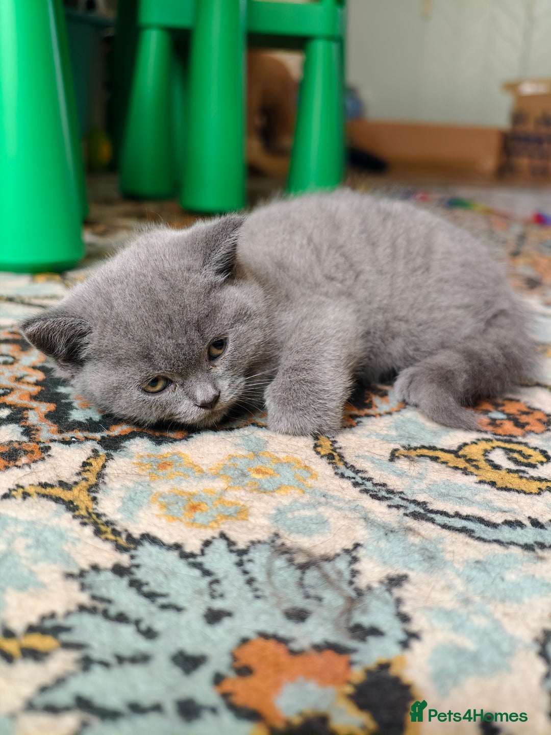 Scottish Fold cats for sale: 4 lovely kittens looking for new family  - Image 11