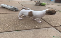 Mixed Breed dogs for sale: Frenchies/ jugs puppies. Please read - Image 4