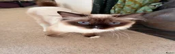 Ragdoll cats for sale: Active pedigree ragdoll queen, TICA  - Advert 2