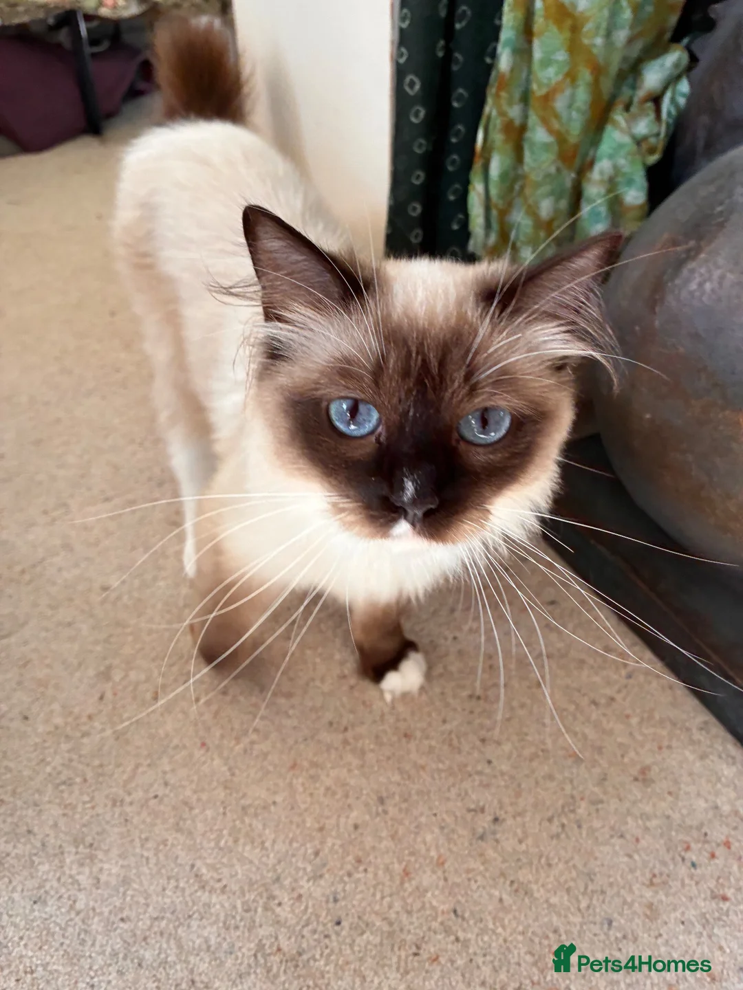 Ragdoll cats for sale: Active pedigree ragdoll queen, TICA  - Advert 2