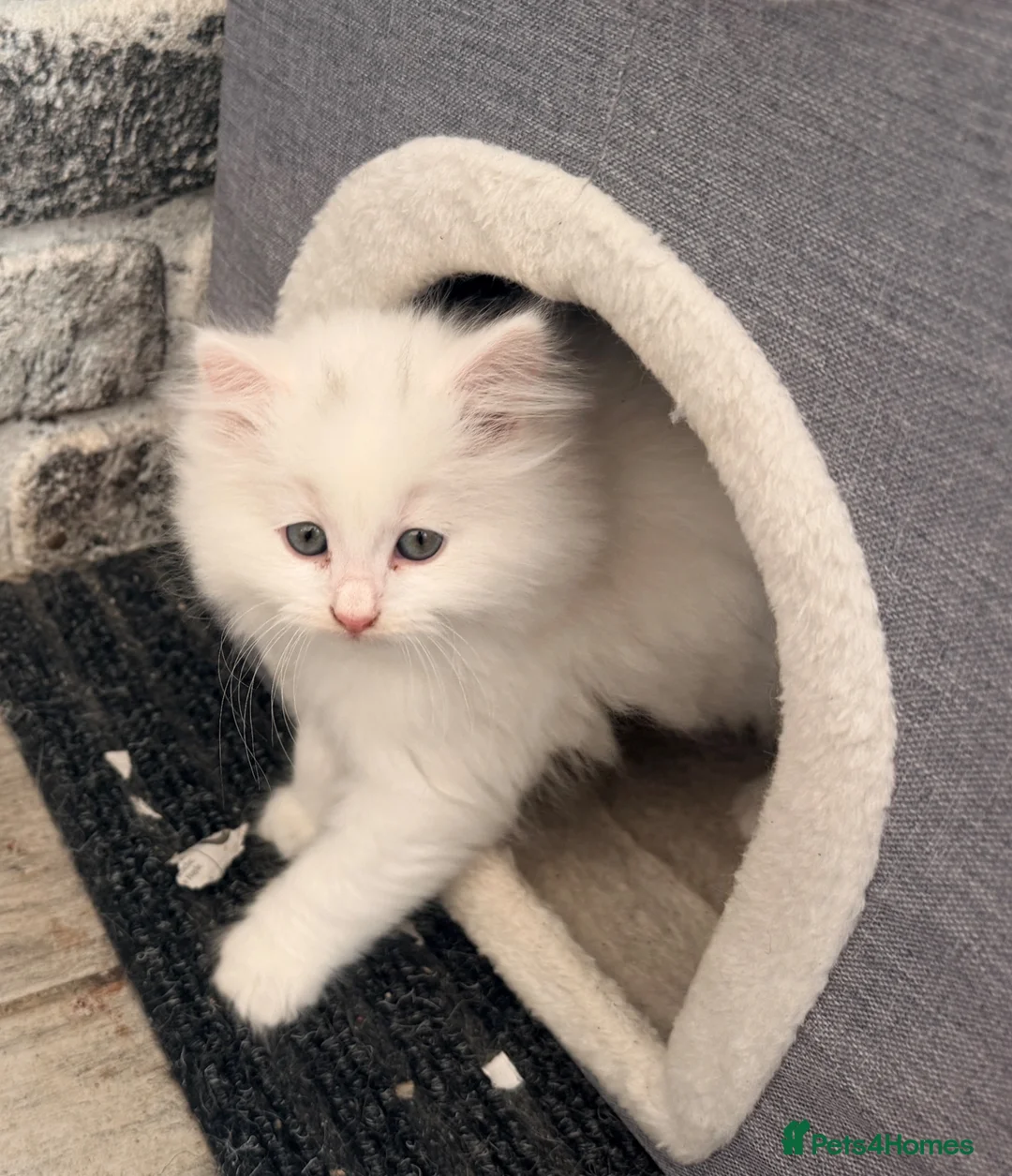 Persian cats for sale: 4 beautiful Persian x kittens, ready now - Advert 1