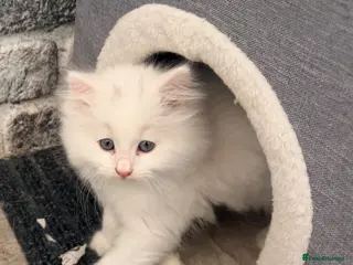 Persian cats 4 beautiful Persian x kittens, ready now - Advert 2