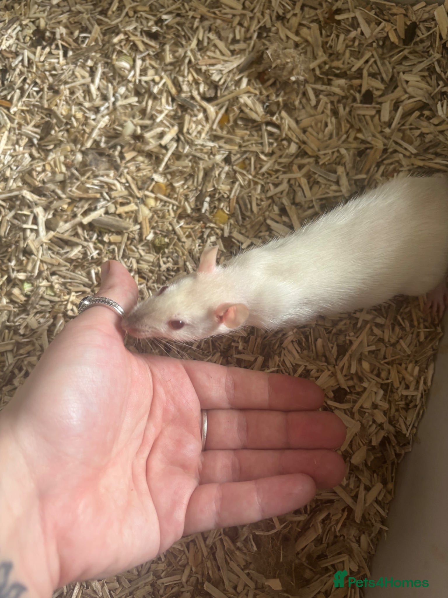 Rat rodents Rats for sale  - Advert 1