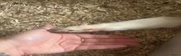 Rat rodents for sale: Rats for sale  - Advert 1