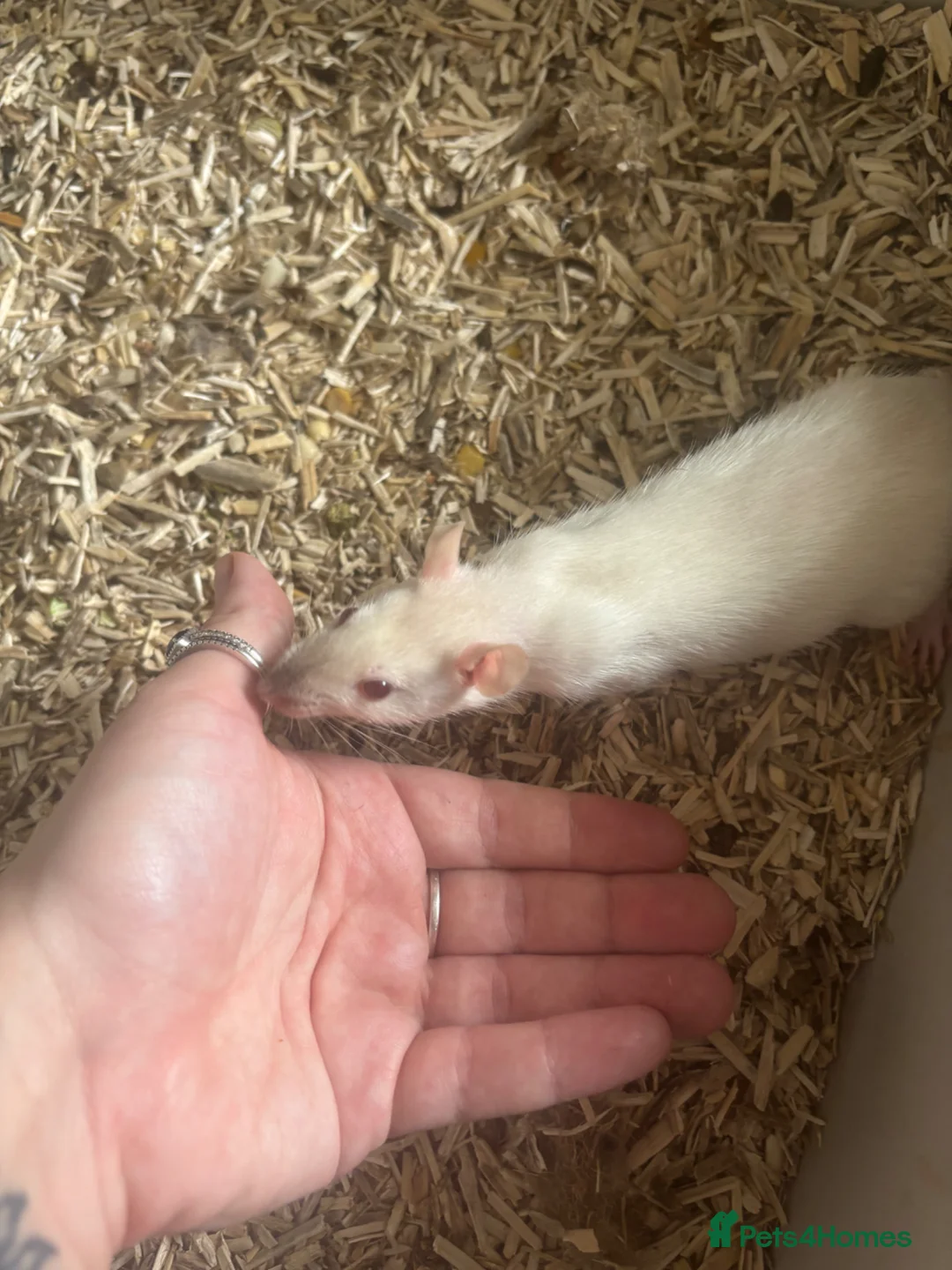 Rat rodents for sale: Rats for sale  - Advert 1