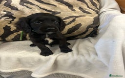 Cockapoo dogs for sale: F1 Cockapoos ready🩷 - Image 17