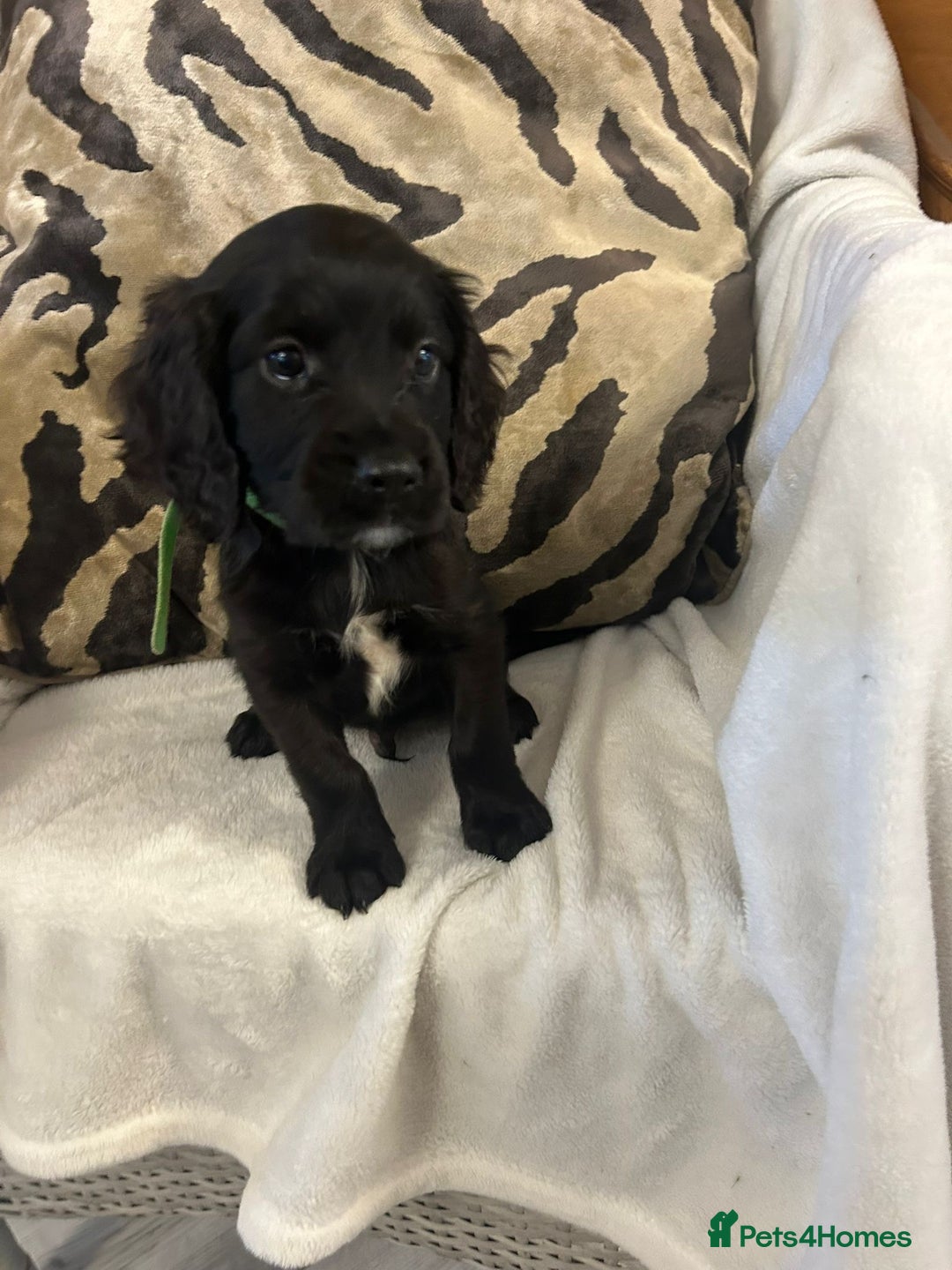 Cockapoo dogs for sale: F1 Cockapoos ready🩷 - Image 17