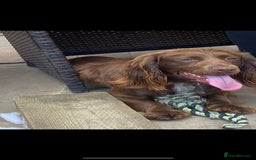 Cocker Spaniel dogs for sale: Cocker spaniel female puppies  - Image 33