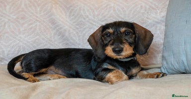 Dachshund dogs - Advert 1