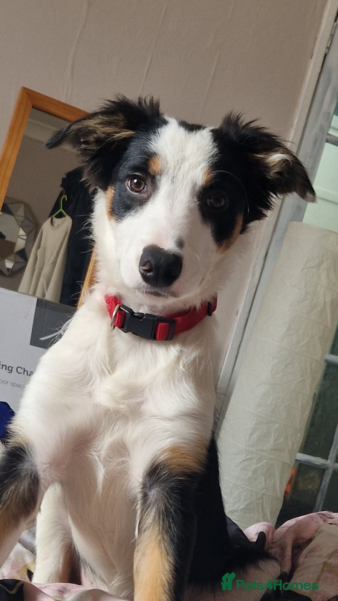 Border Collie dogs for sale: Ben the collie - Image 1