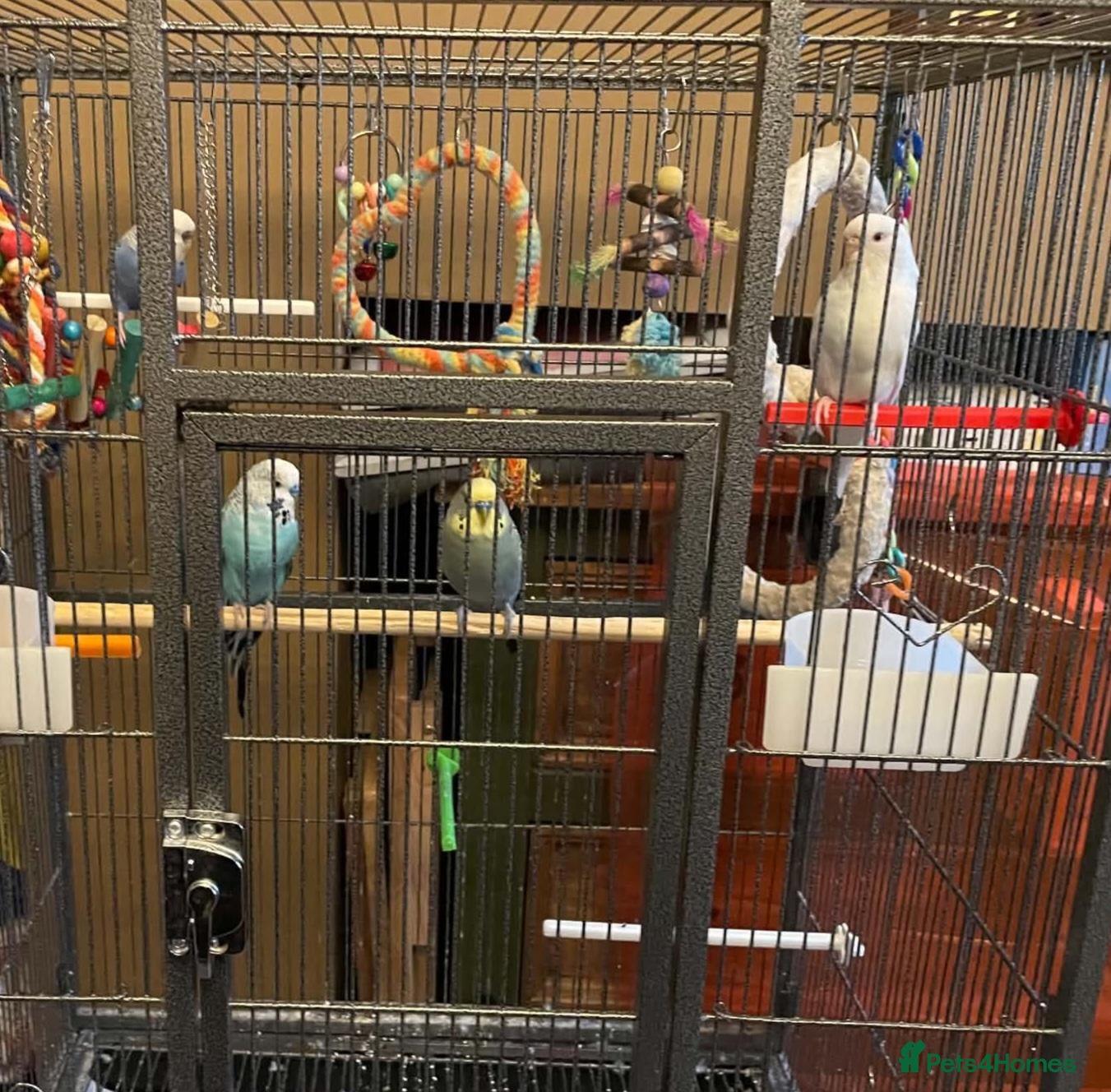 Budgerigars birds Cage & 4 budgies - Advert 3