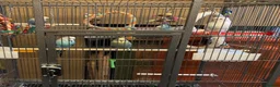 Budgerigars birds for sale: Cage & 4 budgies - Advert 1