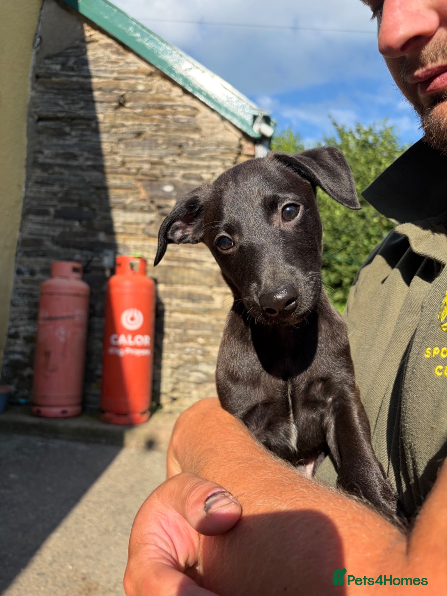 Mixed Breed dogs Male Whippador Puppy - Advert 17