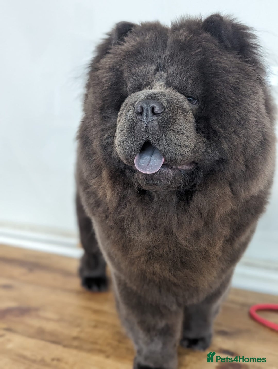 Chow Chow dogs for stud: Blue Teddy Chow Chow up for Stud - Advert 7