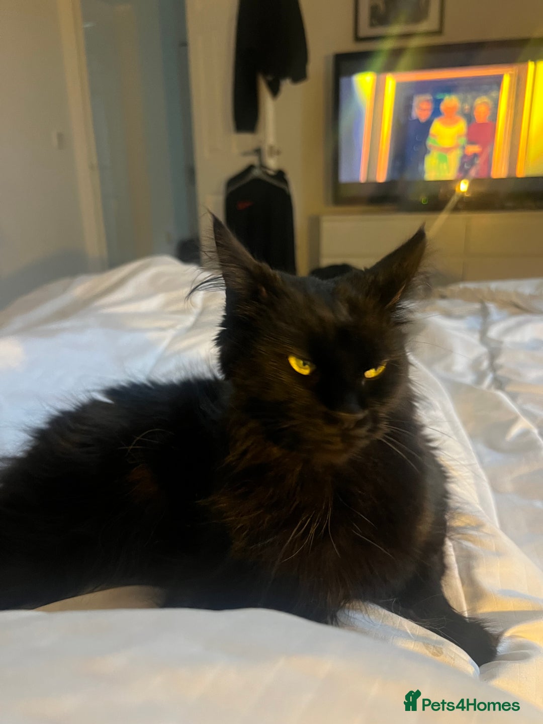 Maine Coon cats for sale: Willow - Advert 4