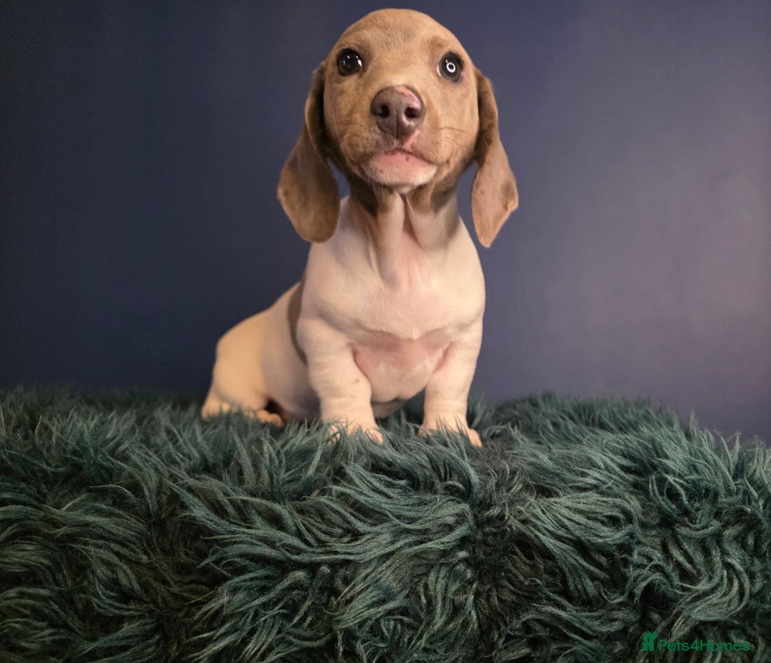 Dachshund dogs for sale: KC Registered Shorthaired dachshunds  - Advert 32