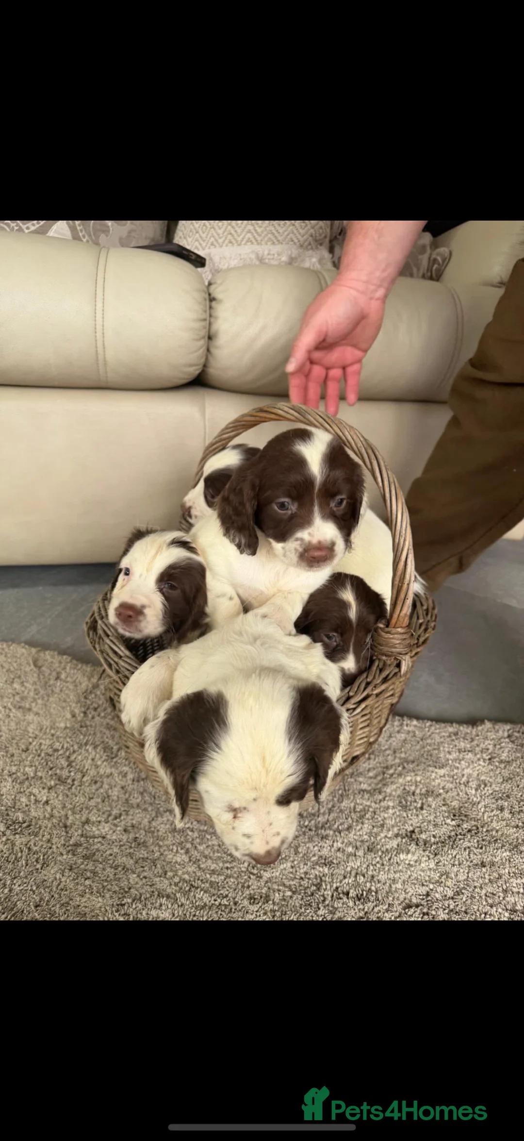 English Springer Spaniel dogs for sale: Ftch KC reg springer spaniel puppies  in Ashford - Advert 2