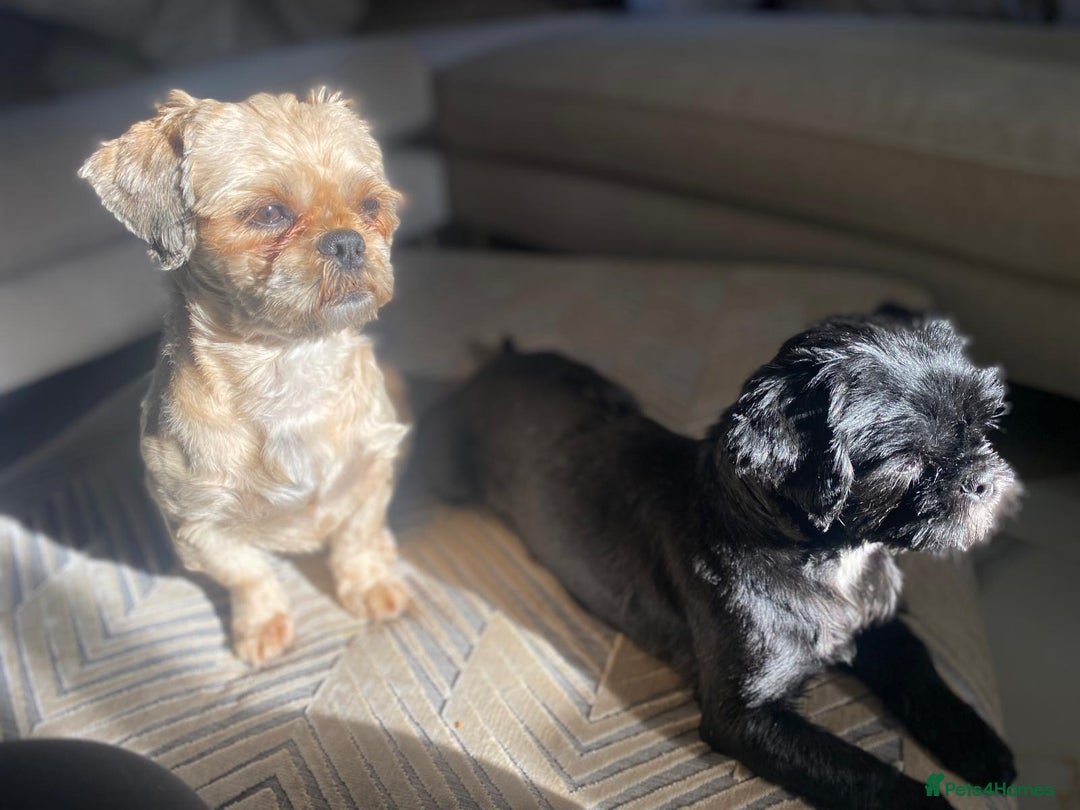 Shih Tzu dogs for sale: Two beautiful shih tzu’s mother and daughter  - Image 3