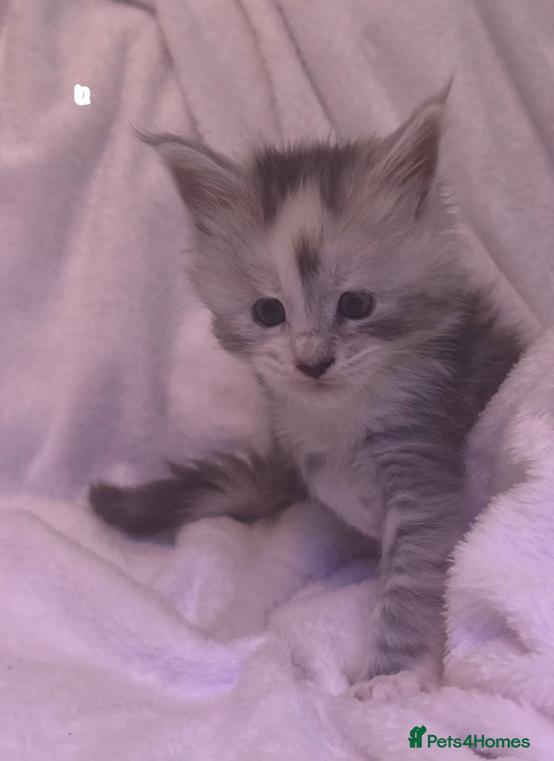 Maine Coon cats for sale: STUNNING LITTER OF MAINE COONS AVAILABLE - Advert 3