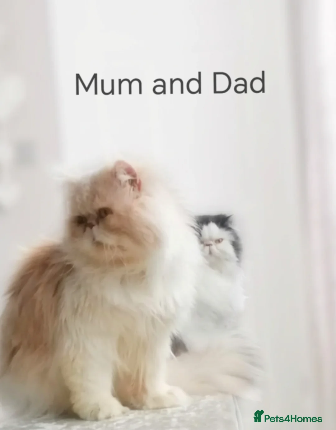 Persian cats for sale: Exotic Persian kittens  - Advert 10