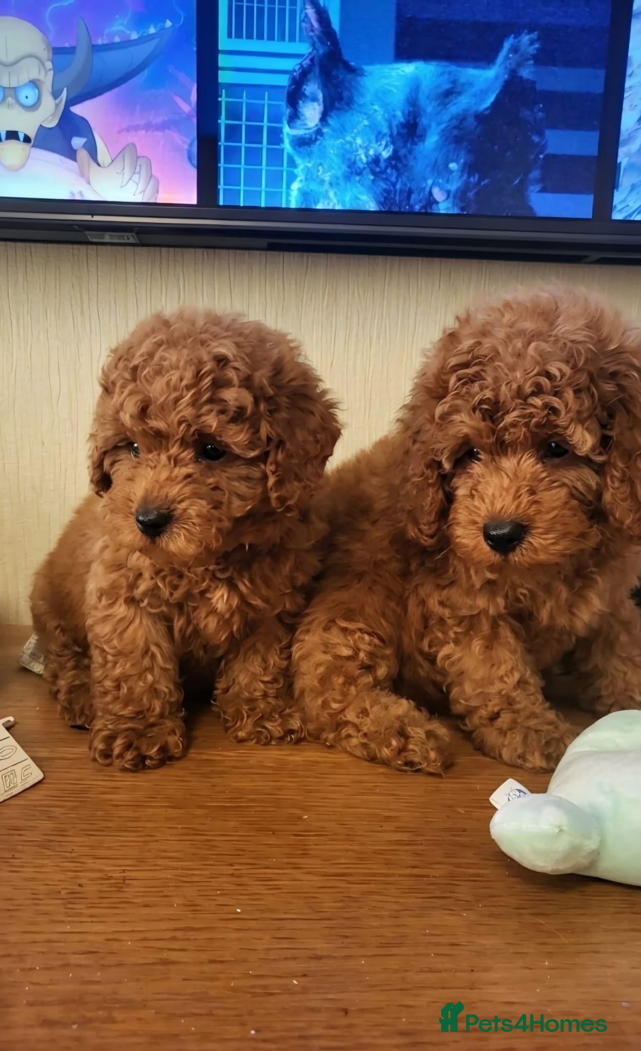 Toy Poodle dogs  TOY POODLE KC 5 GENERATION PEDIGREE - Advert 16