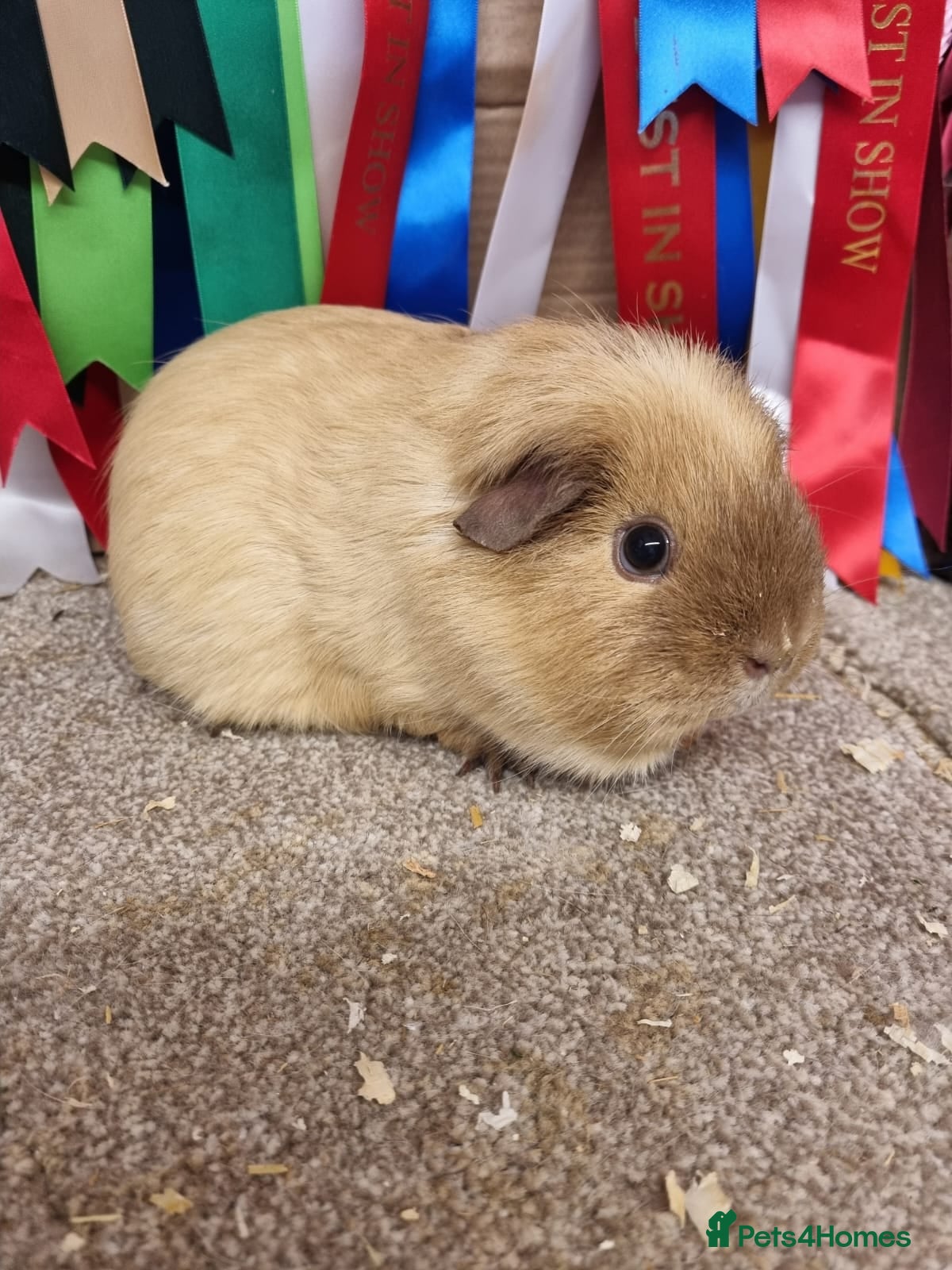 Guinea Pig rodents Lovely californian sows - Advert 1