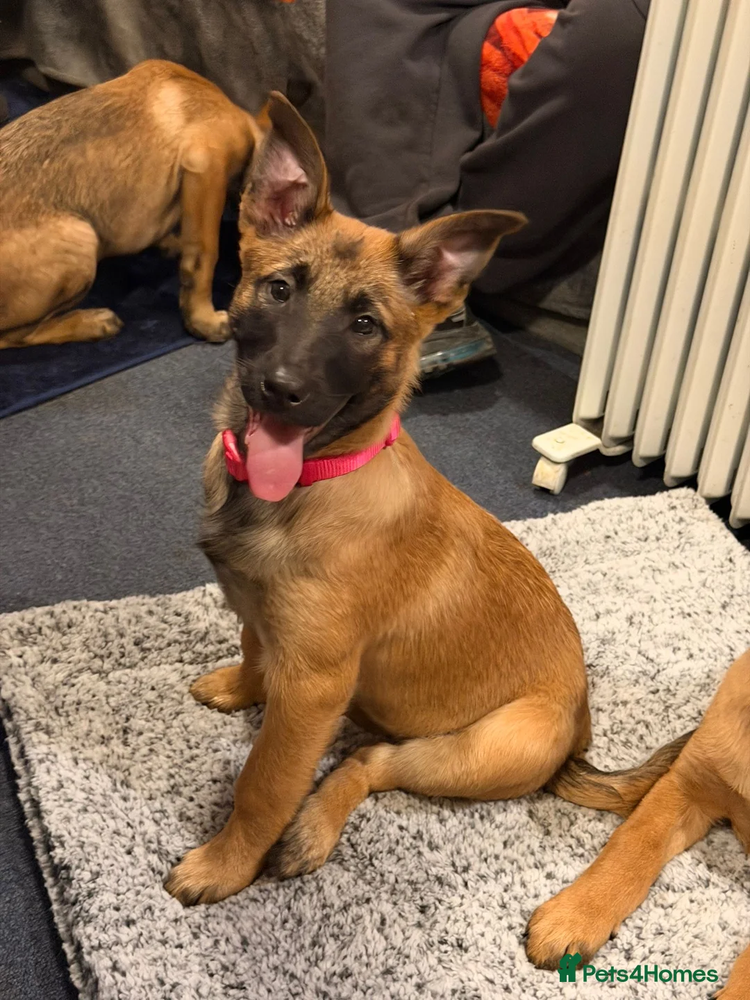 Belgian Shepherd Dog dogs for sale: Pure Malinois - Joefarm lines Female only left - Advert 1