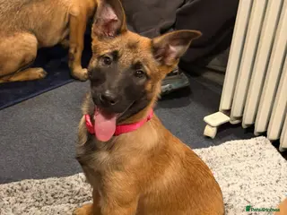 Belgian Shepherd Dog dogs Pure Malinois - Joefarm lines - Advert 4