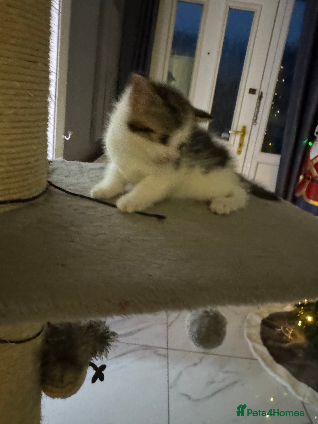 Mixed Breed cats for sale: Last little male left  - Advert 2