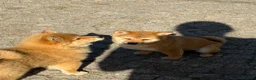 Japanese Shiba Inu dogs for sale: Shiba Inu puppies parents health tested  - Advert 4