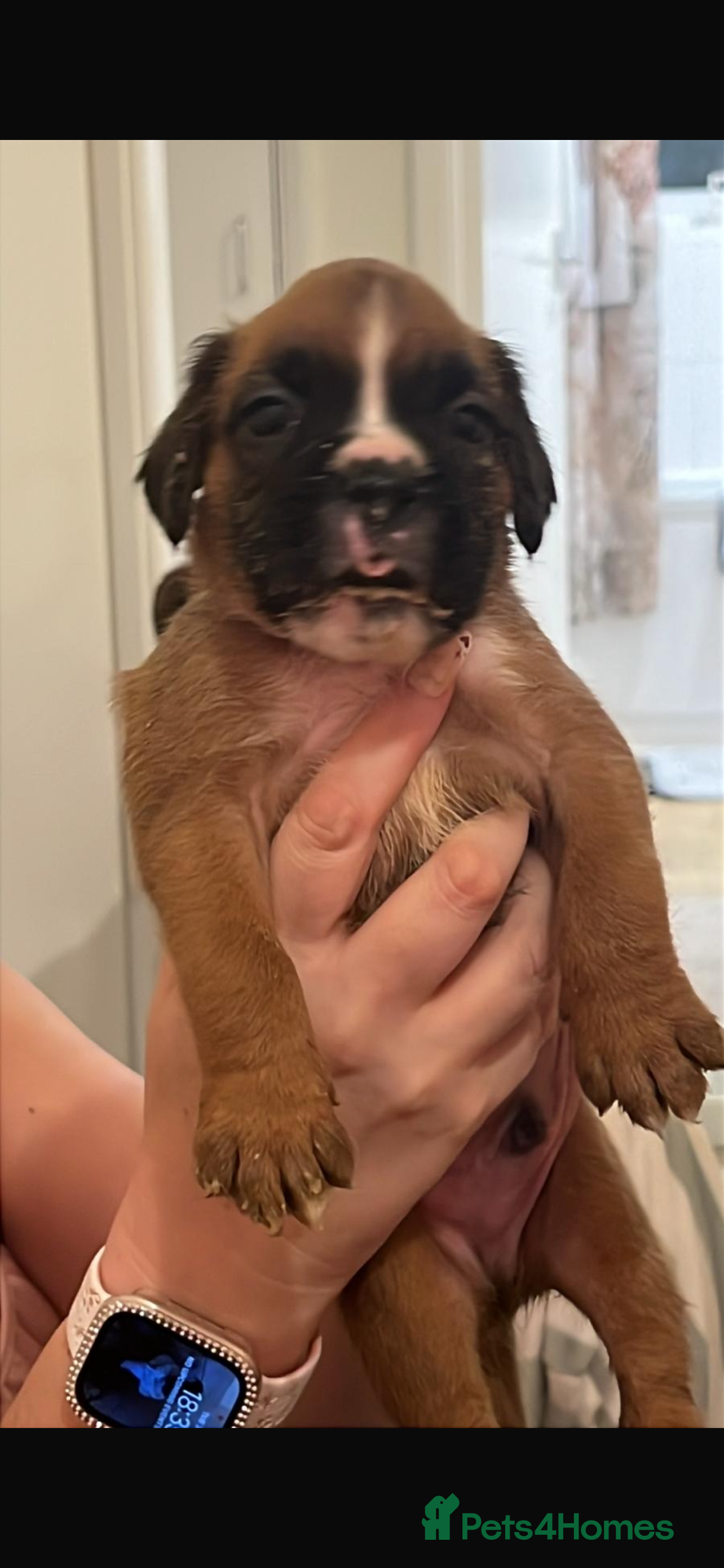 Boxer dogs Health tested amazing puppies  - Advert 7