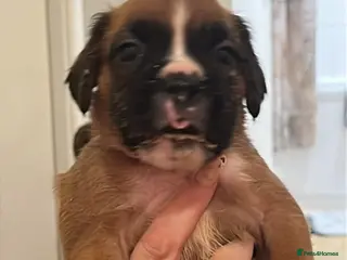 Boxer dogs Health tested amazing puppies - Advert 7