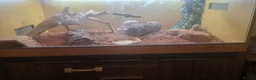 Bearded Dragon reptiles for sale: Bearded dragon  in Tipton - Advert 4
