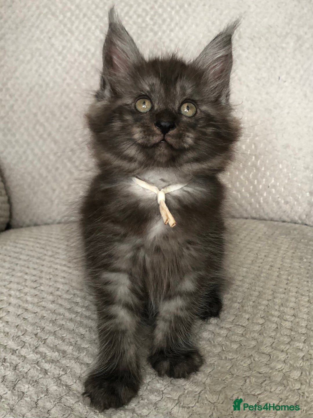 Maine Coon cats for sale: MaineCoon Kittens 2Girls Black Smoke Ready toleave - Image 6