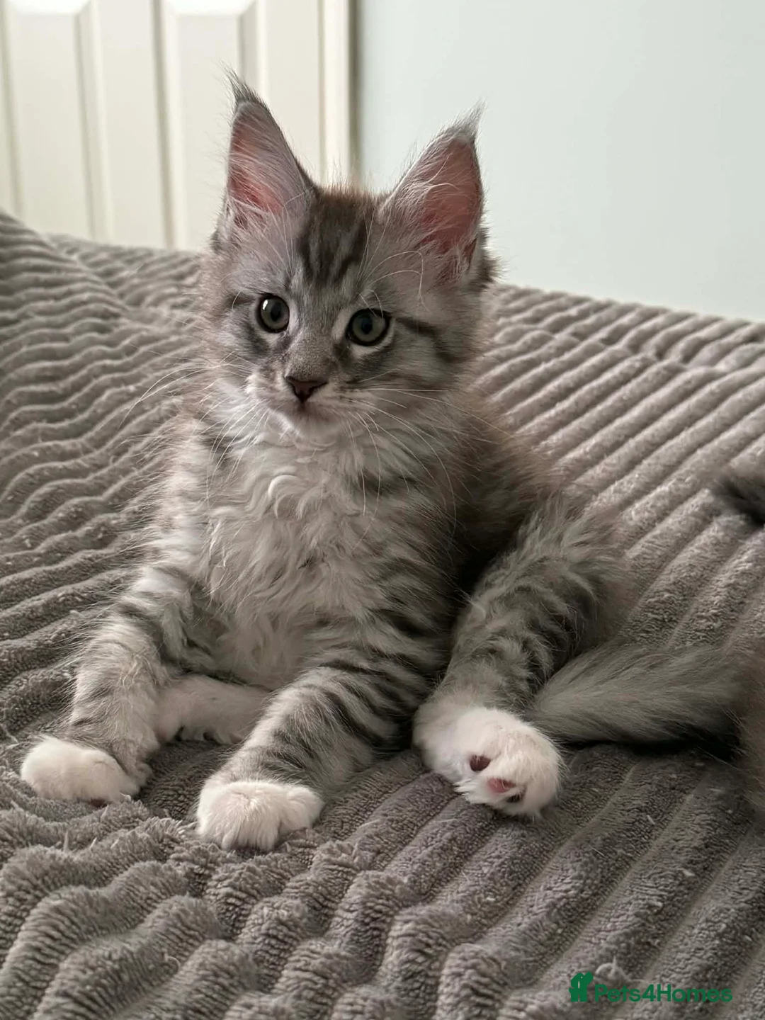 Maine Coon cats for sale: Last male TICA Pedigree Maine Coon Kitten - Advert 7