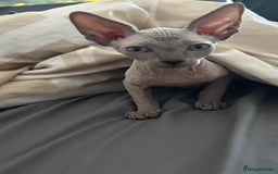 Sphynx cats for sale: Amazing boy. - Image 12