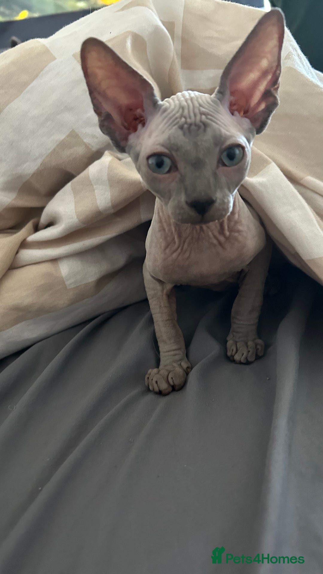 Sphynx cats for sale: Amazing boy. - Image 12