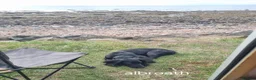 Cocker Spaniel dogs for sale: Cocker spaniel in Carlisle - Advert 3