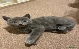 Mixed Breed cats for sale: Beautiful ragdoll x kittens  - Image 2