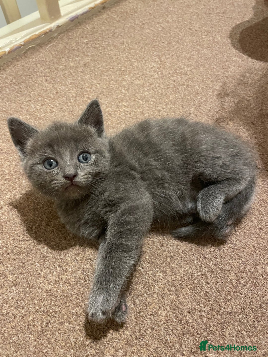 Mixed Breed cats for sale: Beautiful ragdoll x kittens  - Image 2