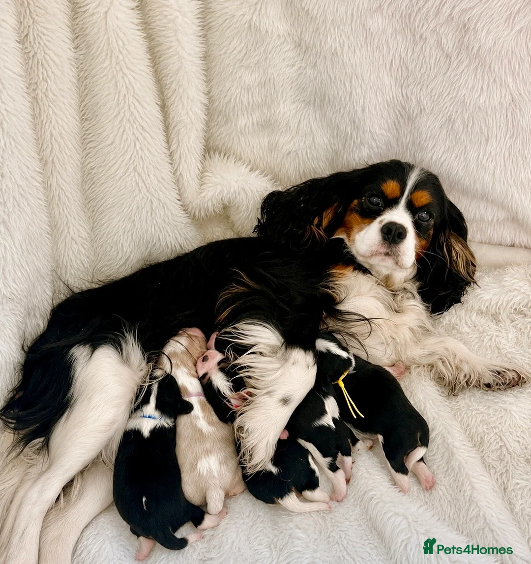 Cavalier King Charles Spaniel dogs for sale: Top quality, health tested Cavalier King Charles  - Advert 1