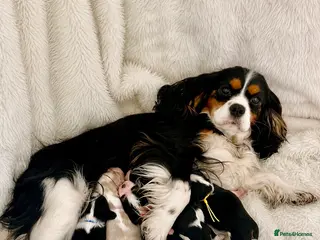 Cavalier King Charles Spaniel dogs Top quality, health tested Cavalier King Charles - Advert 7