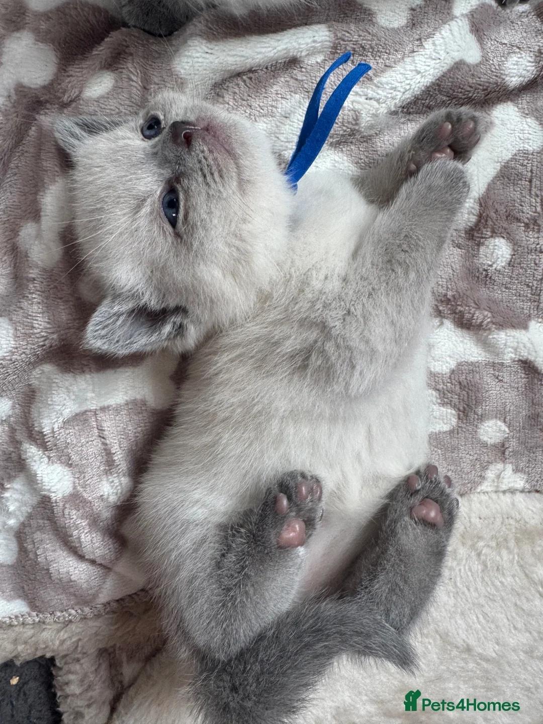 British Shorthair cats for sale: GCCF Registered chunky Colourpoints - Advert 17